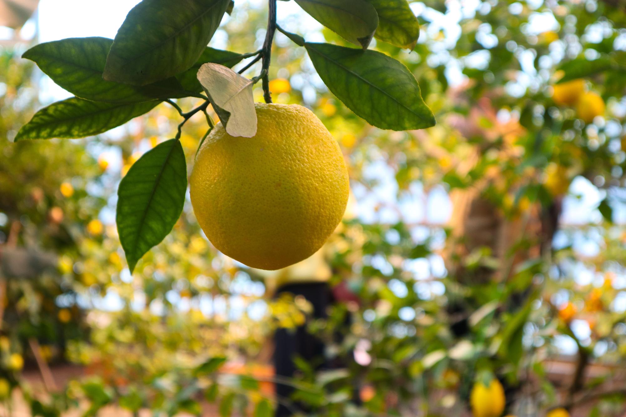 Comment concilier taille et fructification des citronniers ?