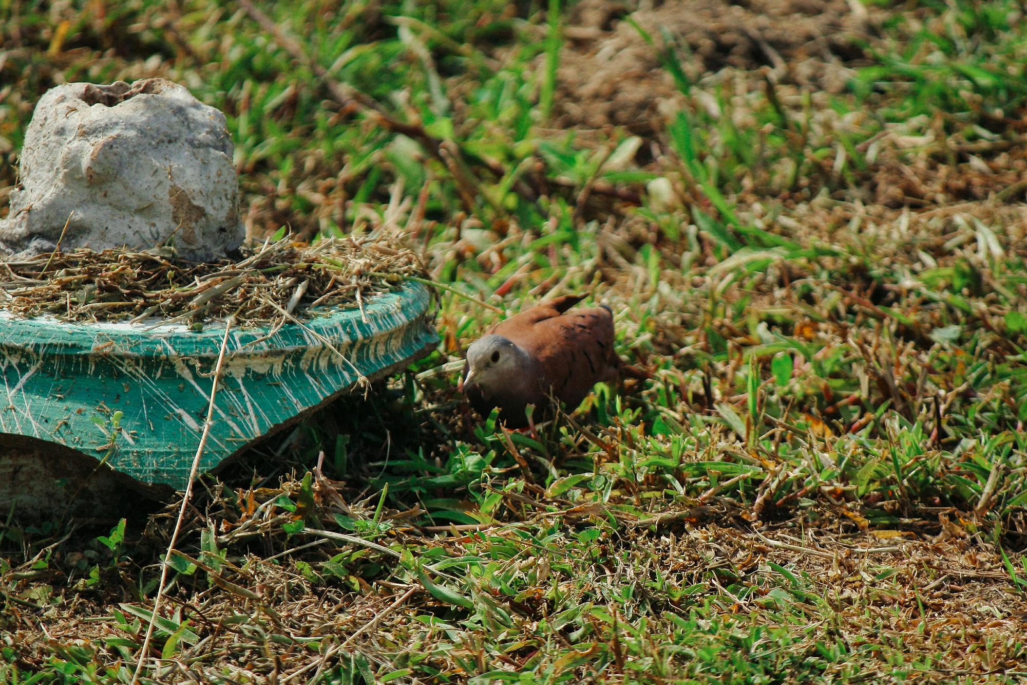 FAQ – Ce que mange la taupe et ses conséquences au jardin