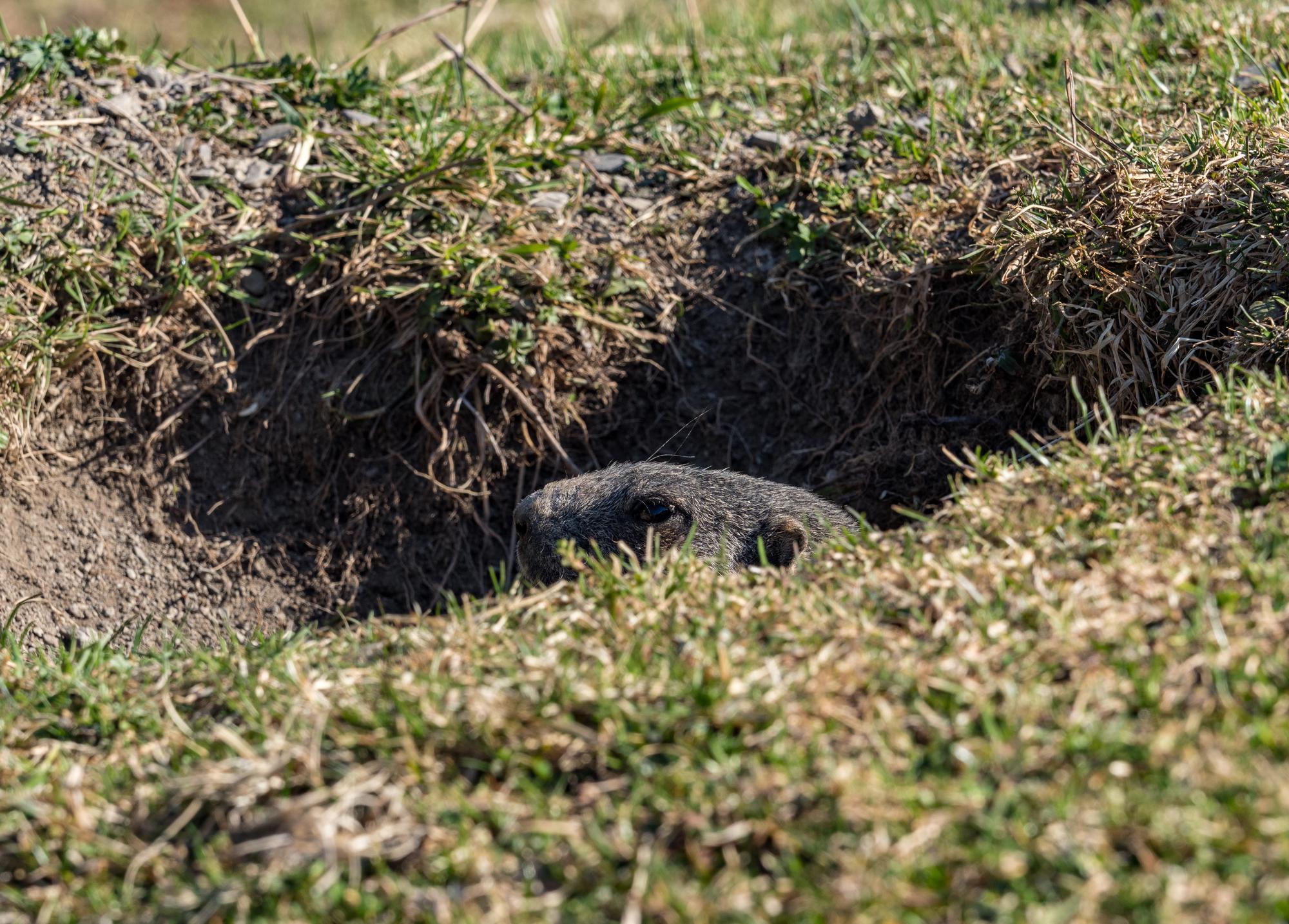 Comment la taupe trouve-t-elle sa nourriture sous terre ?