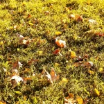 mousseron automne pré