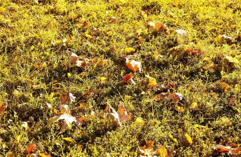 mousseron automne pré