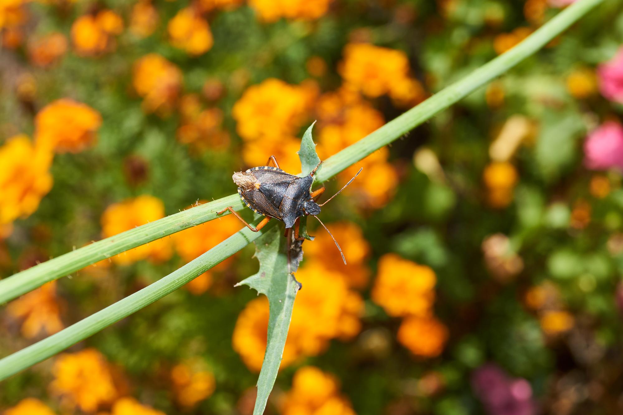 Alternatives naturelles si les herbes ne suffisent pas
