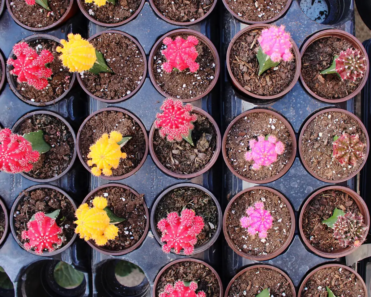 pépinière fleurs Houplines jardin plantes