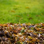 paillage gratuit jardin potager tonte feuilles broyat