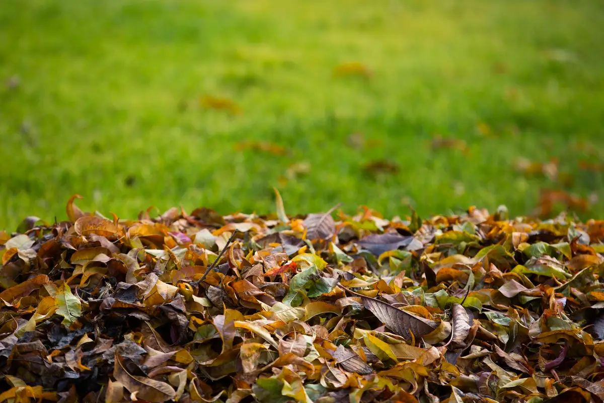 paillage gratuit jardin potager tonte feuilles broyat