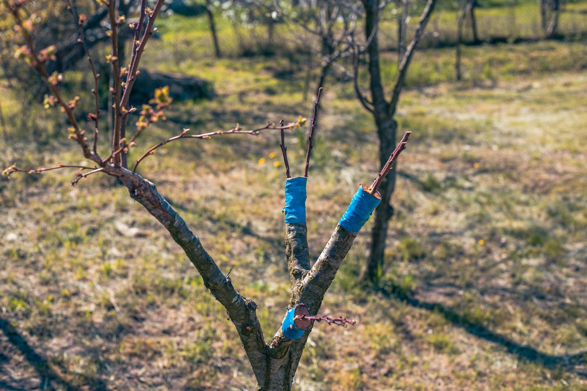 Quand tailler un pêcher ? La différence avec le forsythia