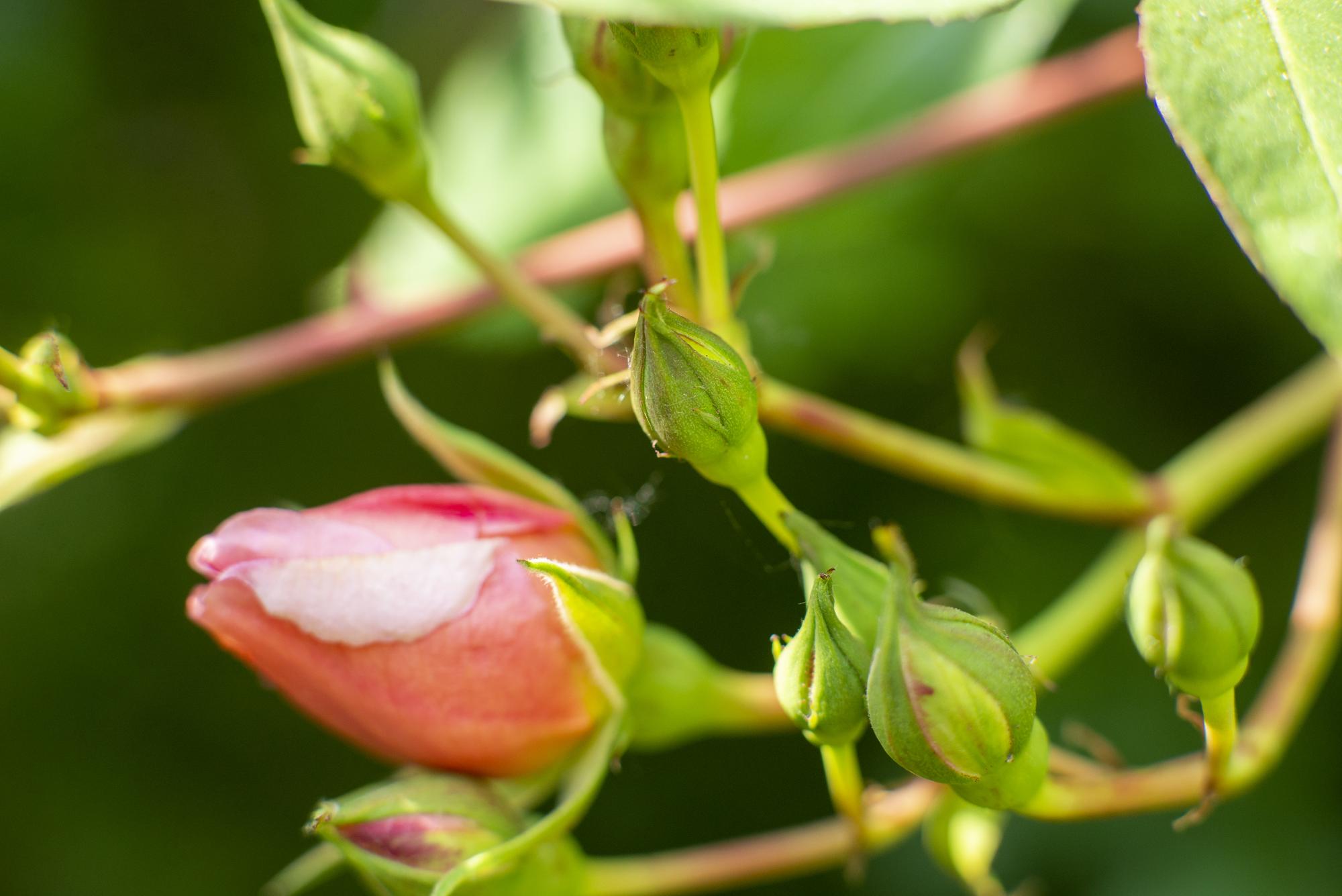Qu'est-ce que l'arbre à cacahuète exactement ?