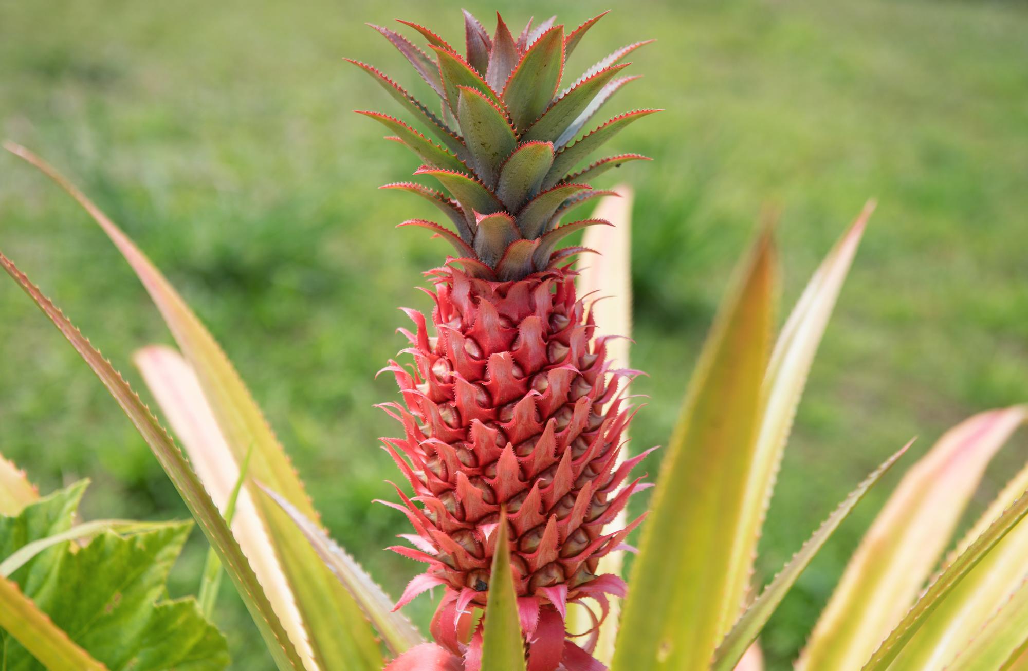 Quelle est la plante qui produit les ananas ?