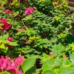 plante vivace jardin potager fleurs persistantes