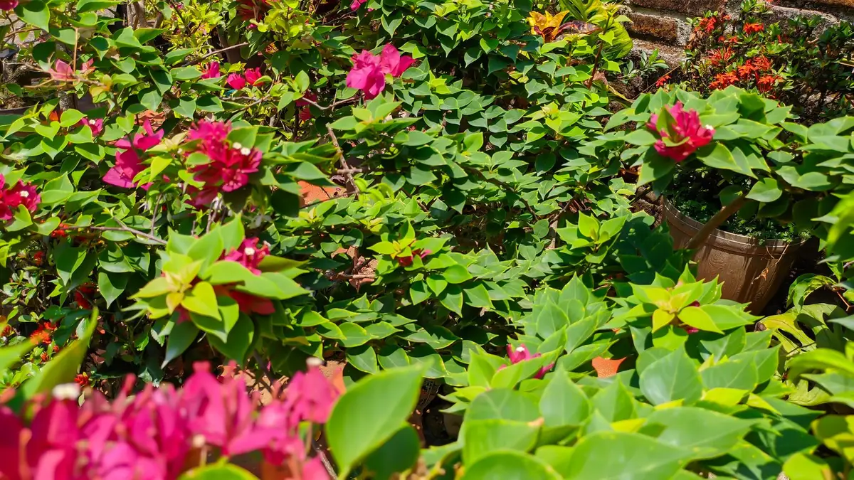 plante vivace jardin potager fleurs persistantes