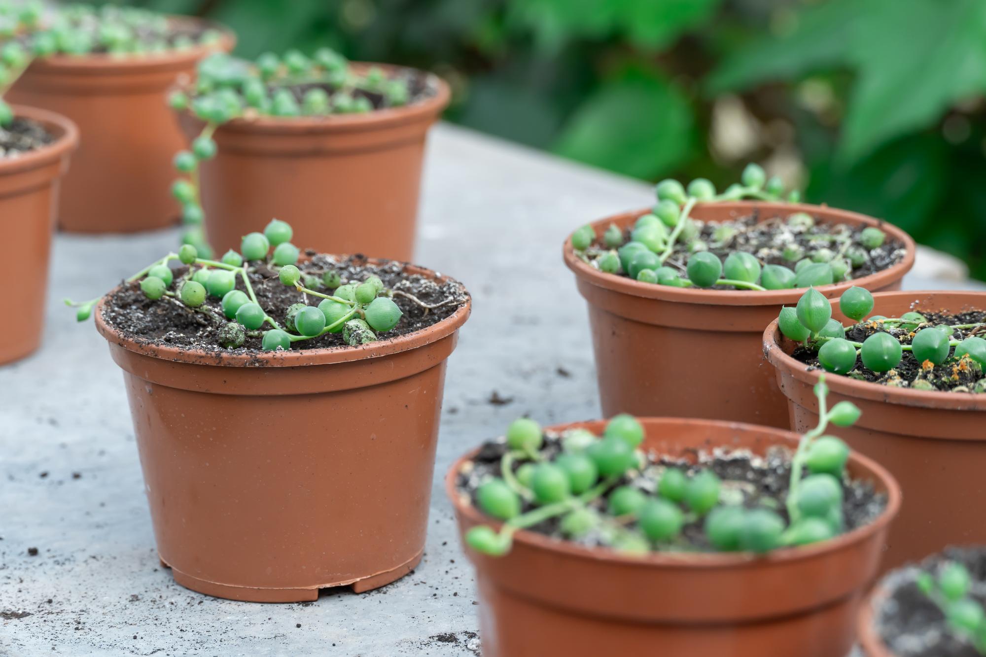 Cultiver en pot : mes retours d'expérience concrets