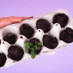 potager mars semis
