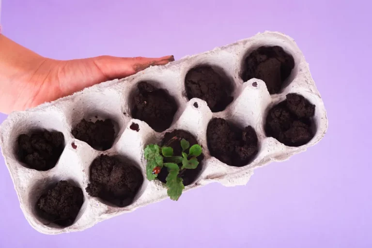 potager mars semis