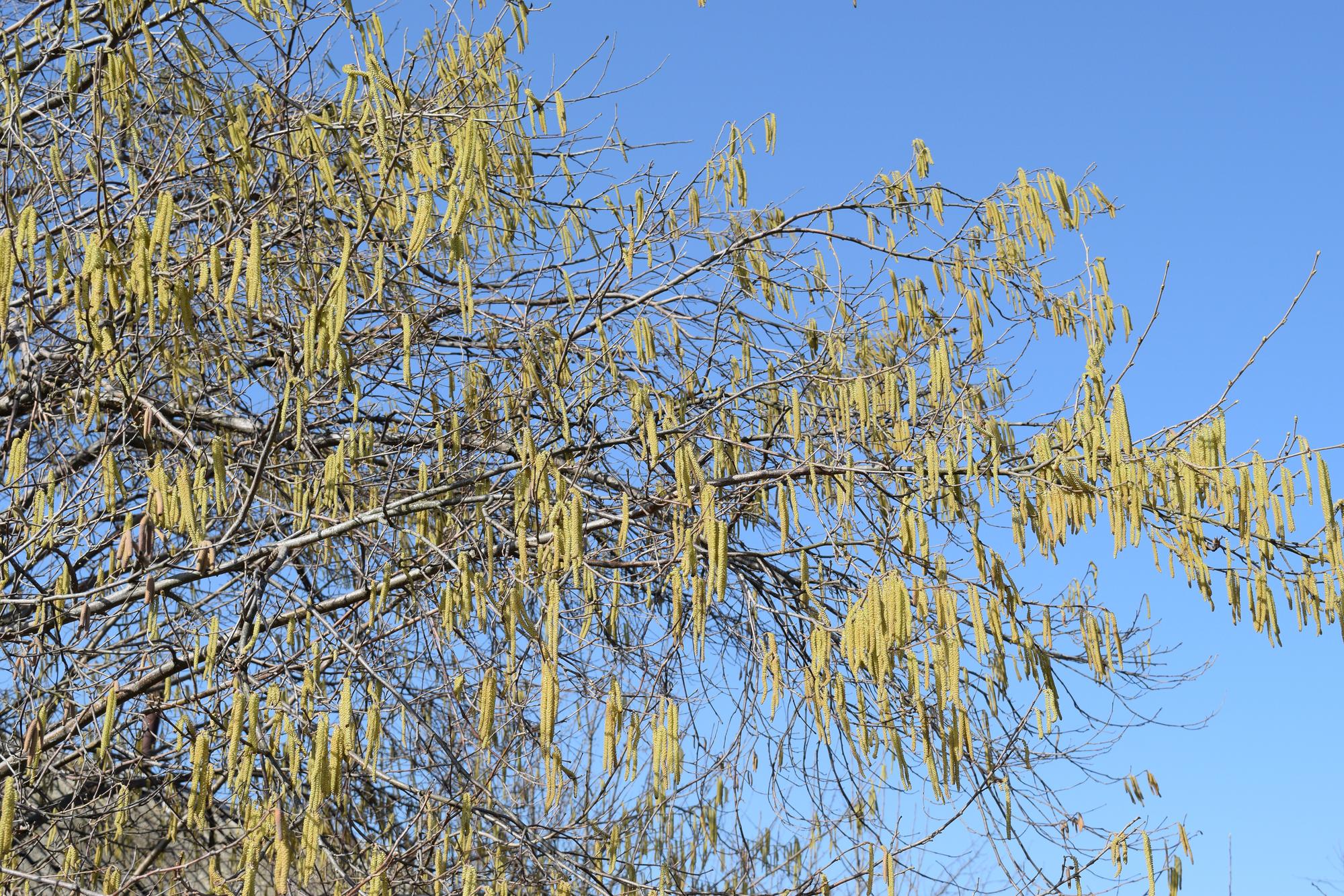 Faut-il tailler un saule marsault pleureur différemment ?