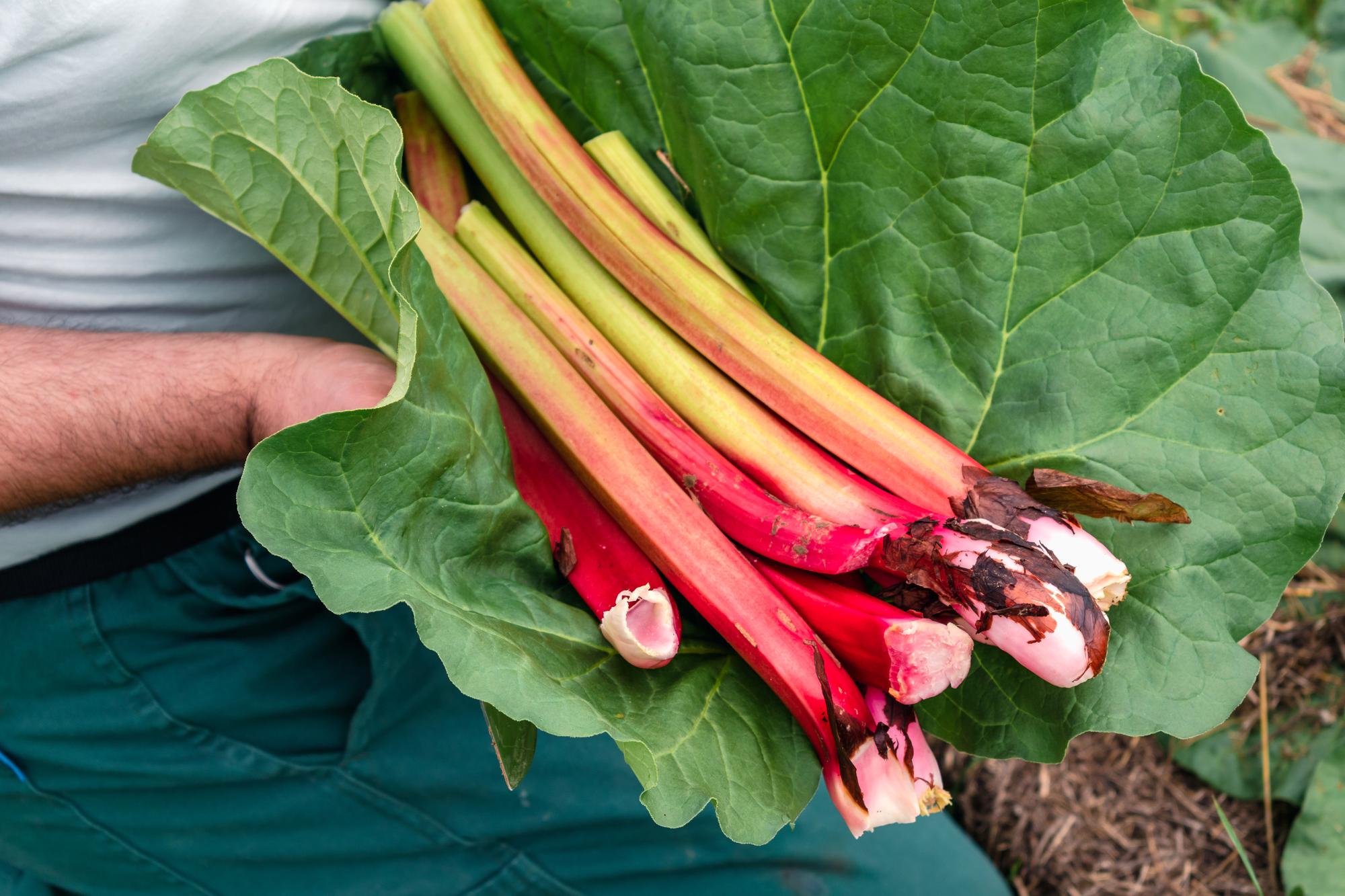 Pourquoi classe-t-on la rhubarbe parmi les légumes ?