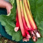 rhubarbe tiges rouges feuilles vertes potager