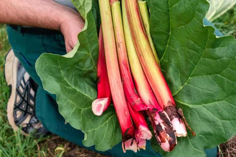 rhubarbe tiges rouges feuilles vertes potager