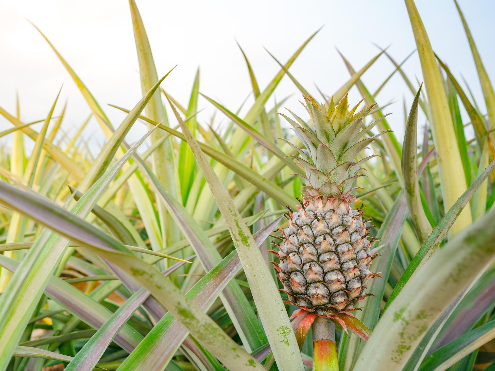 Comment savoir si ton ananas est mûr à récolter ?