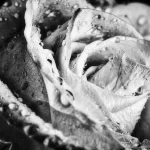 rosier feuille maladie tache noire oïdium blanc