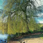 saule pleureur jardin