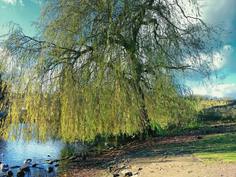 saule pleureur jardin