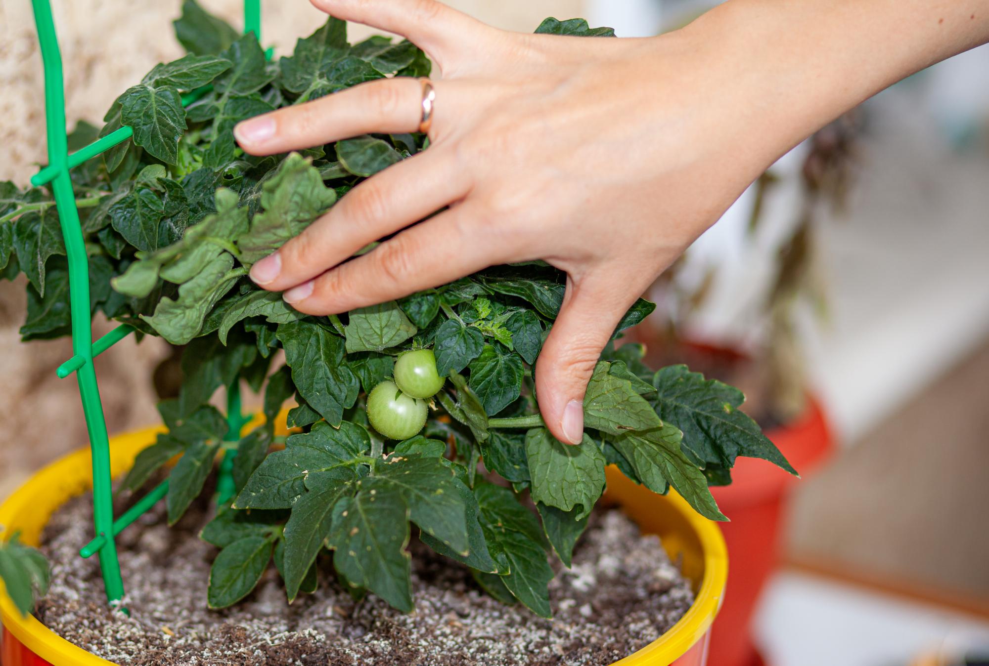 Peut-on vraiment cultiver un fruit commençant par E dans un petit jardin ?