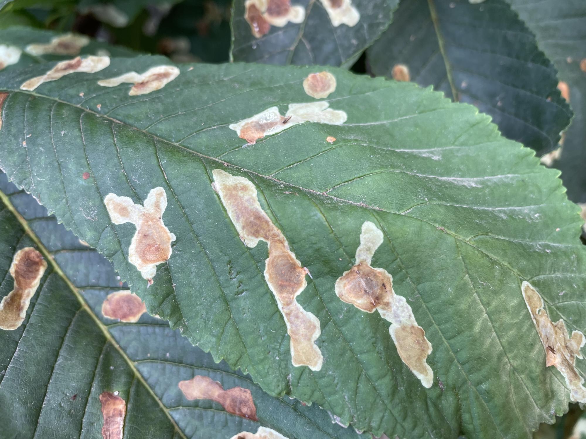 Photo 3 : Dépôt noir sur feuilles de laurier-rose, la fumagine en image