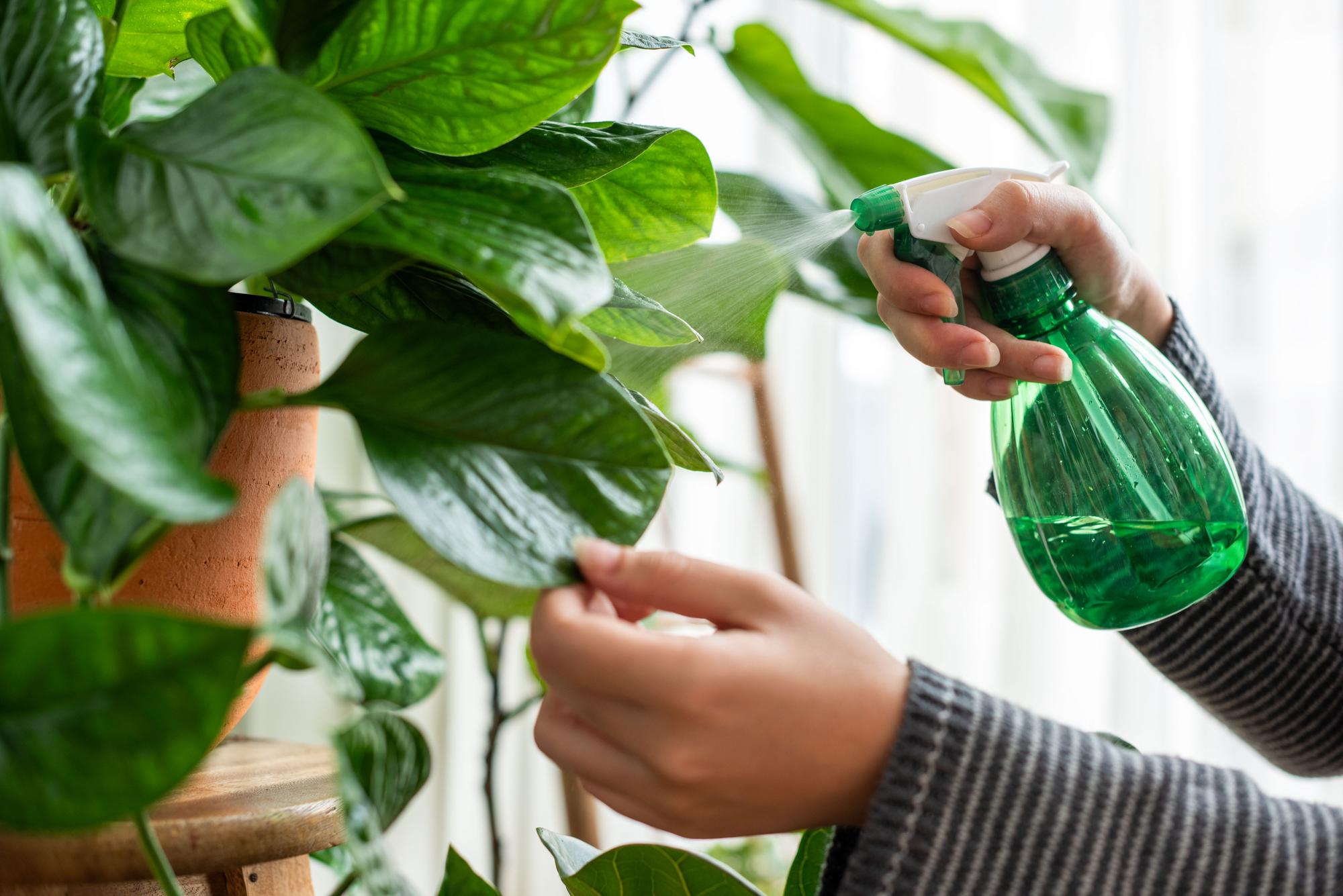 Comment utiliser la bouillie bordelaise sans abîmer les plantes ?