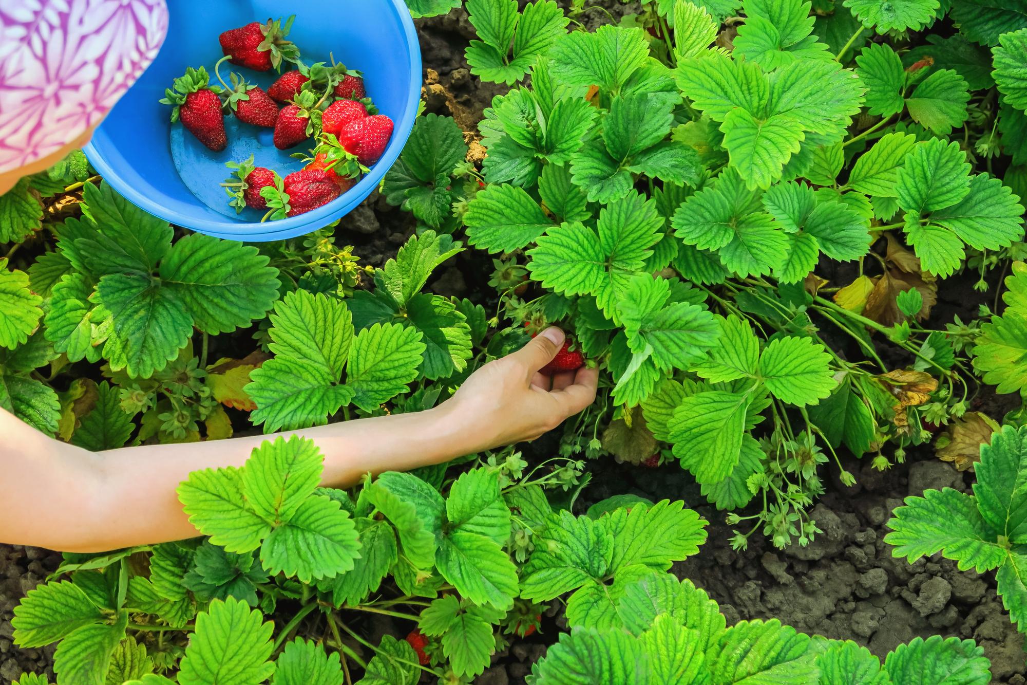 Quand planter les fraisiers pour réussir la reprise ?
