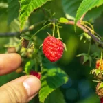 taille framboisiers jardin