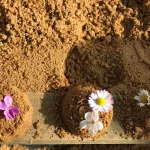 taupe jardin gros plan