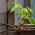 tomate plant potager