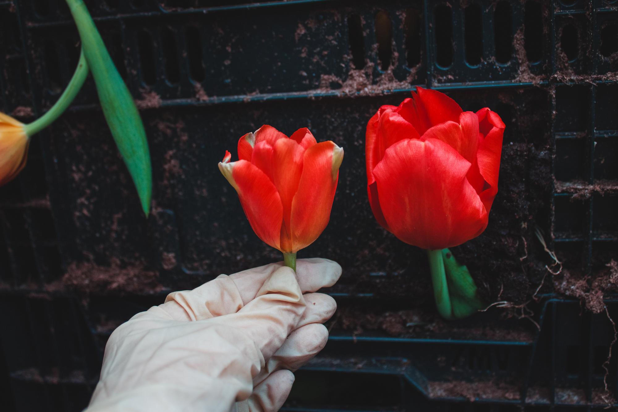 Que faire des tulipes après la floraison ?