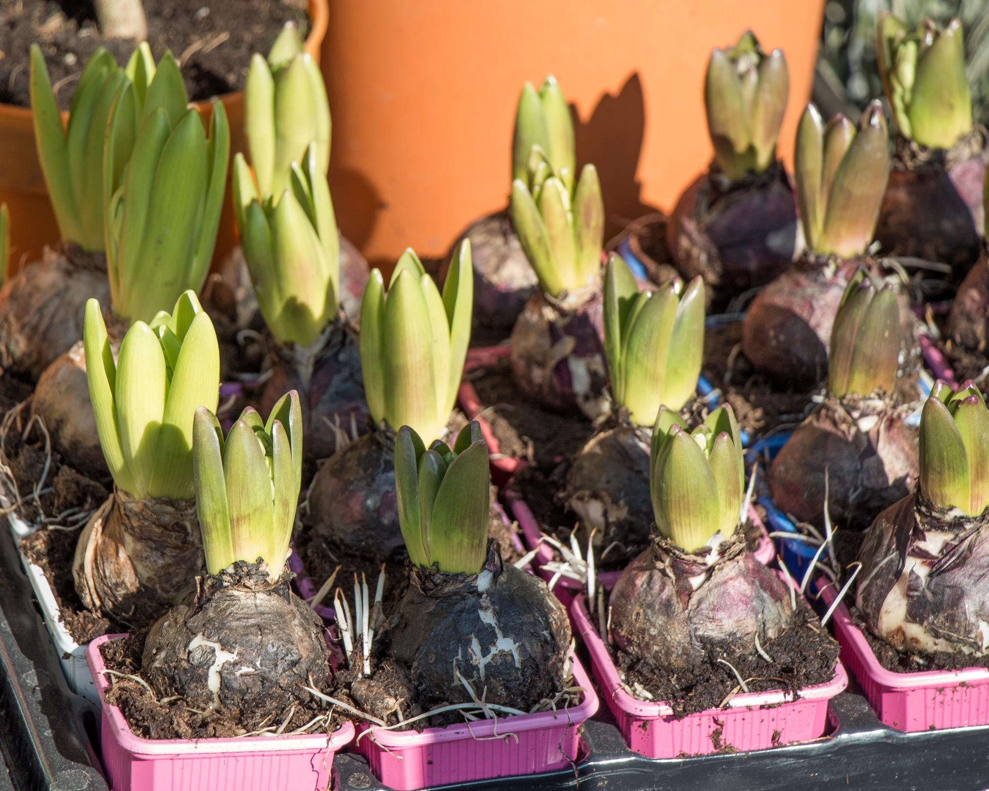 FAQ sur la plantation des bulbes de tulipes