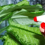 vinaigre blanc pulvérisé sur plantes pucerons potager