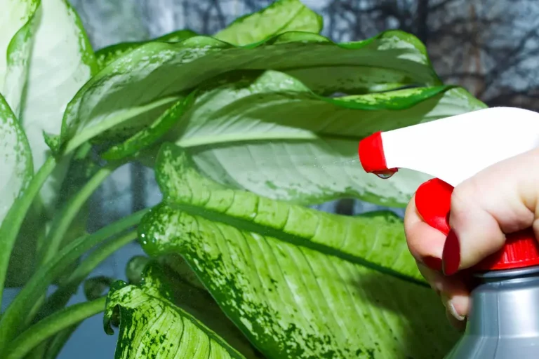 vinaigre blanc pulvérisé sur plantes pucerons potager