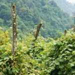 viorne de chine jardin