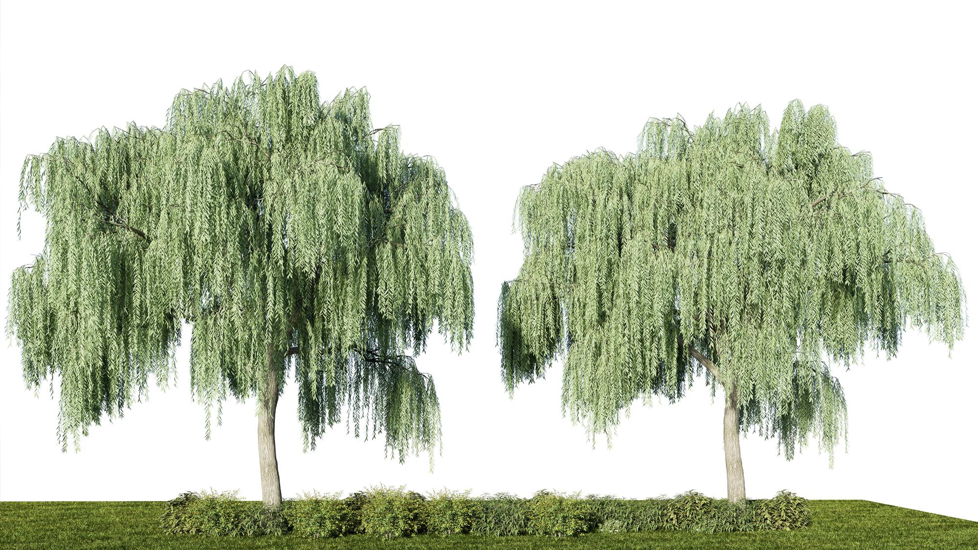 Quelle taille atteint un saule pleureur adulte ?