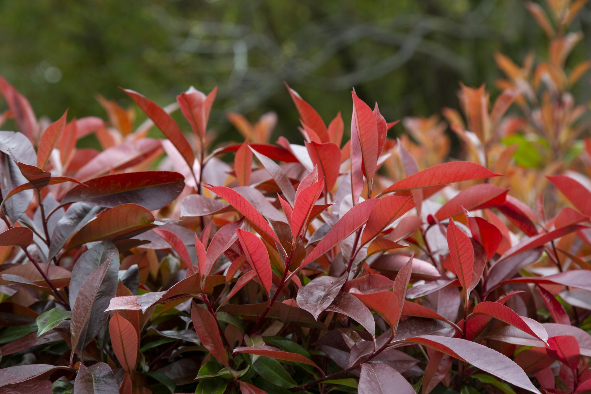 Photinia Red Robin : y a-t-il une période spéciale ?