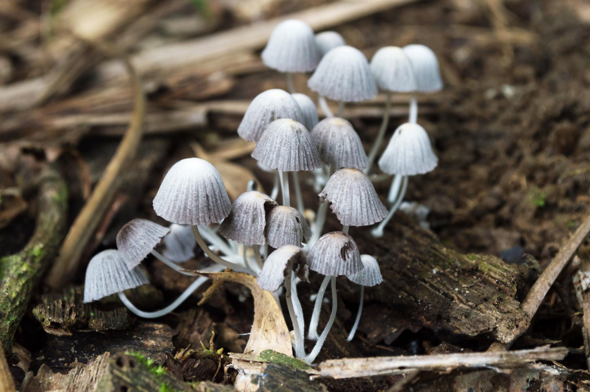 Qu’est-ce qu’un champignon petit gris ?