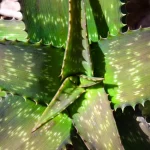 aloe vera feuilles molles taches brunes
