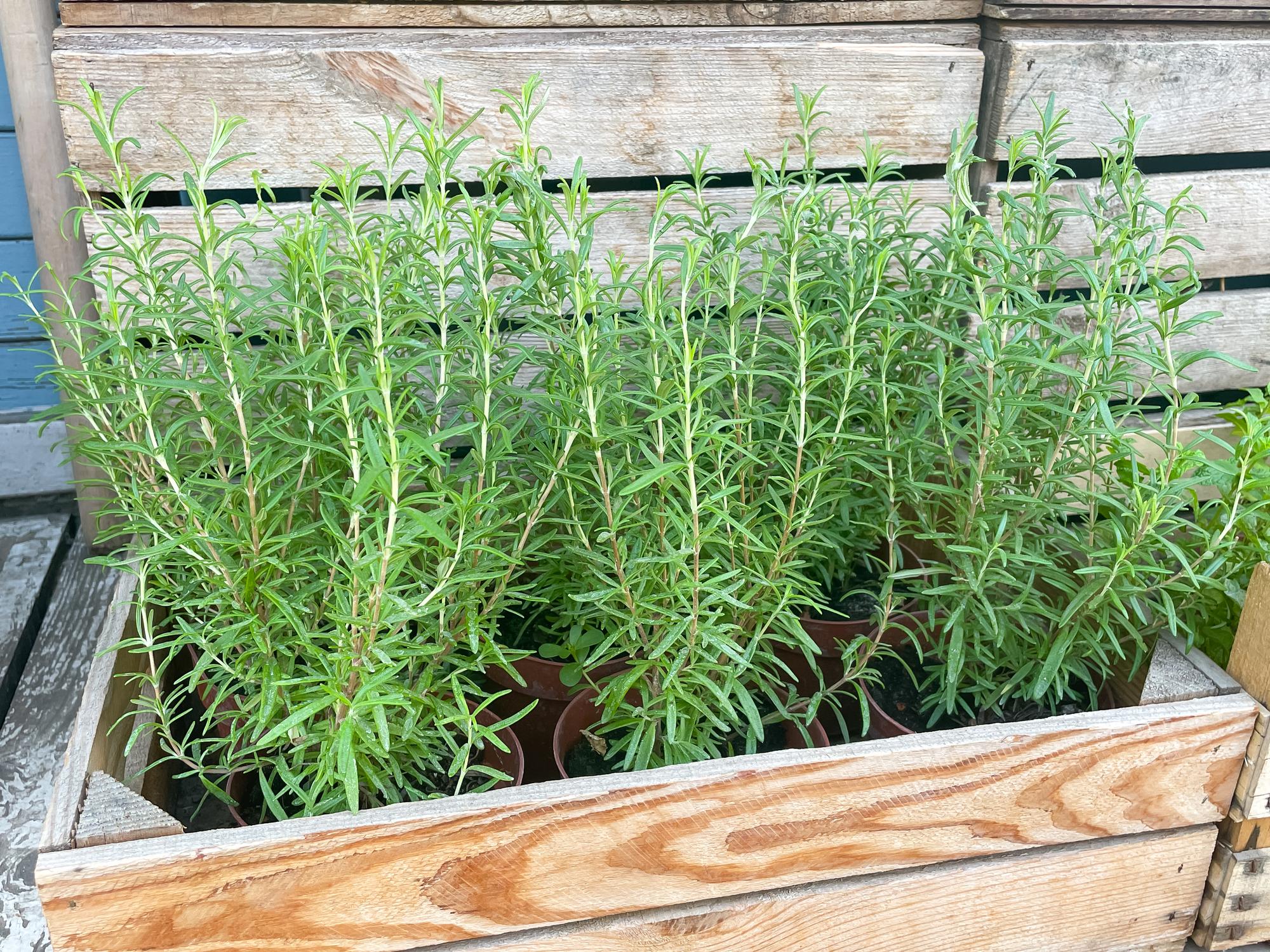 Et les autres aromatiques du potager : menthe, ciboulette…