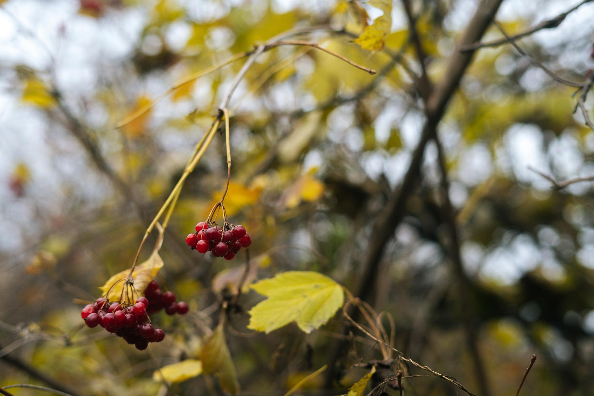 Quel fruit mange les oiseaux, et les mésanges en particulier ?