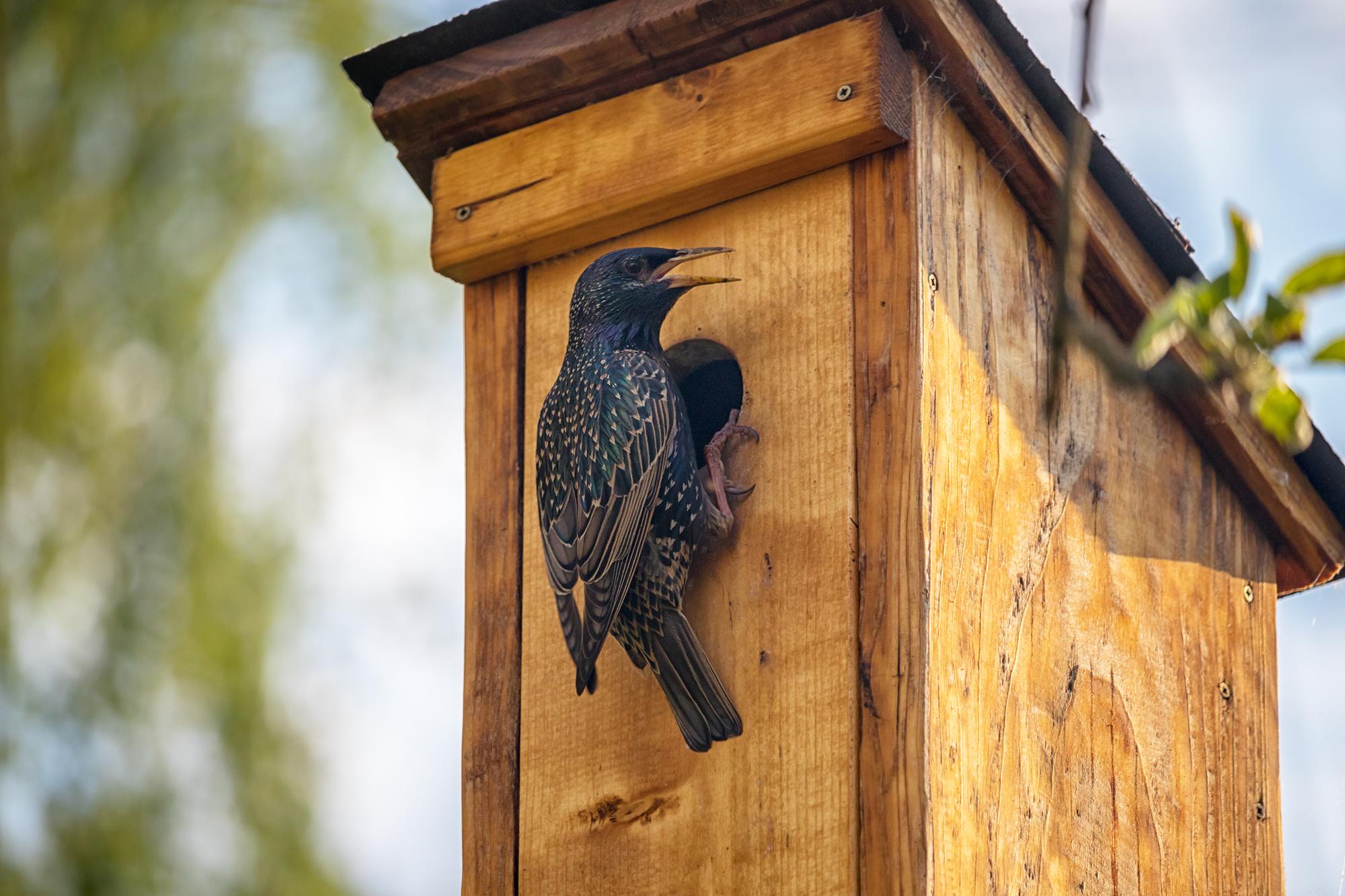 Qu’est-ce qui attire vraiment une mésange vers un nichoir ?