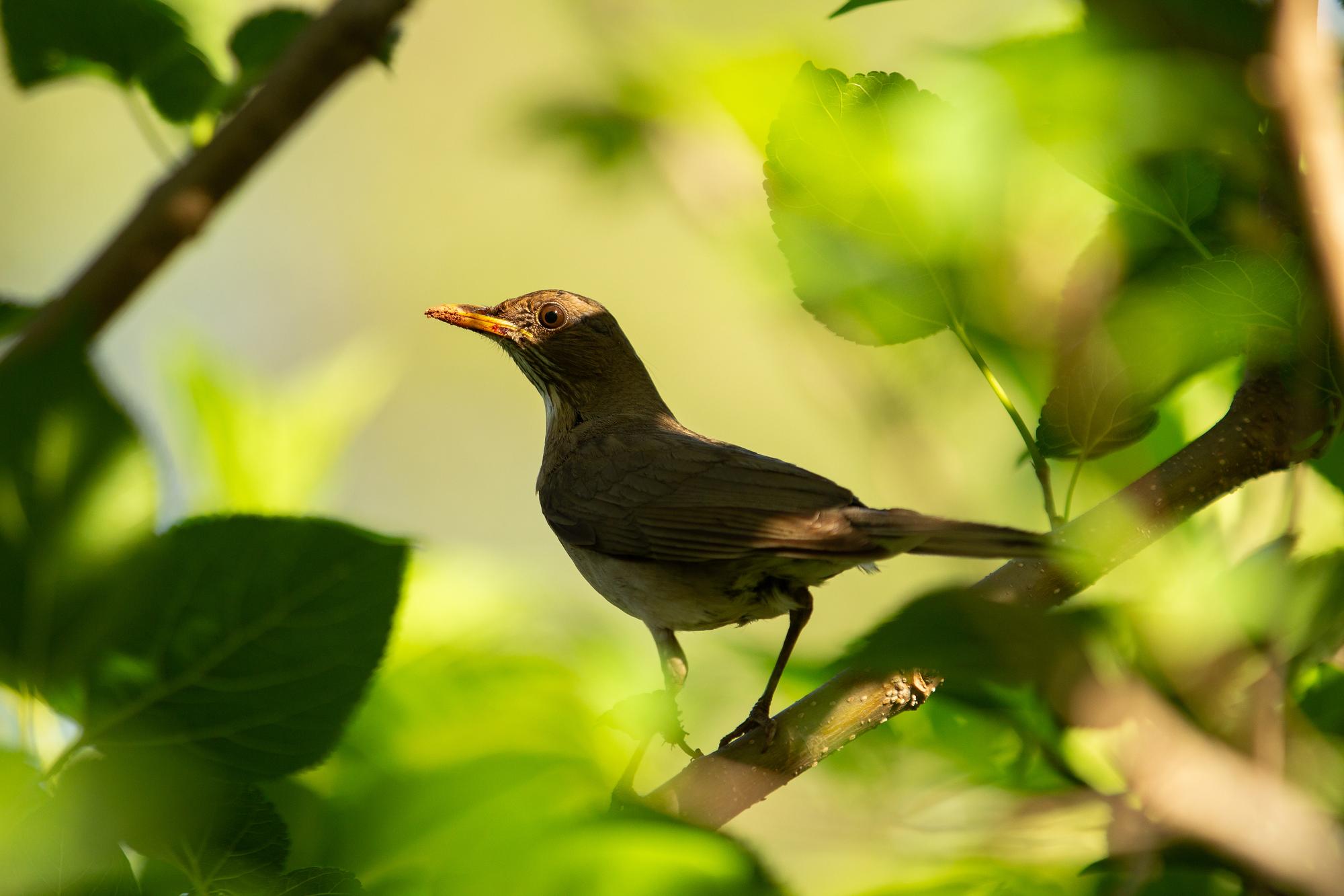 Quelle place pour les oiseaux et la biodiversité ?