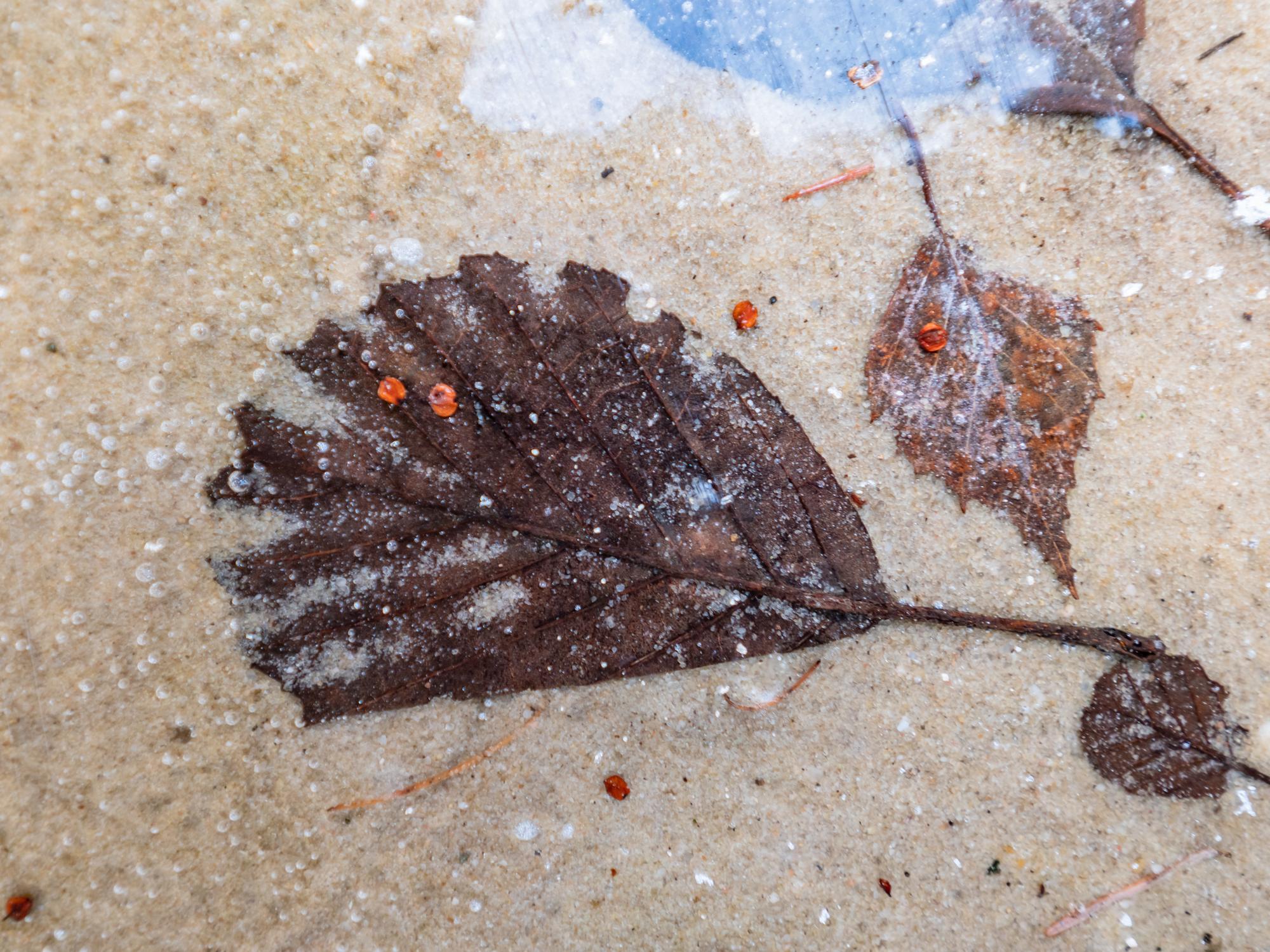 Fumagine : pourquoi les feuilles deviennent noires et collantes ?