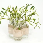 boutures eau de saule