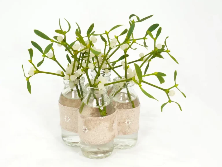 boutures eau de saule