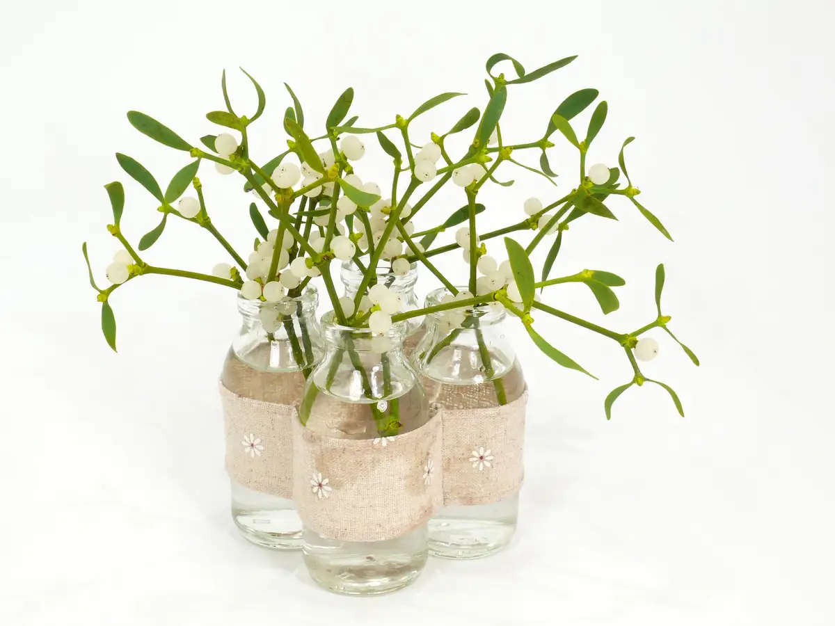 boutures eau de saule