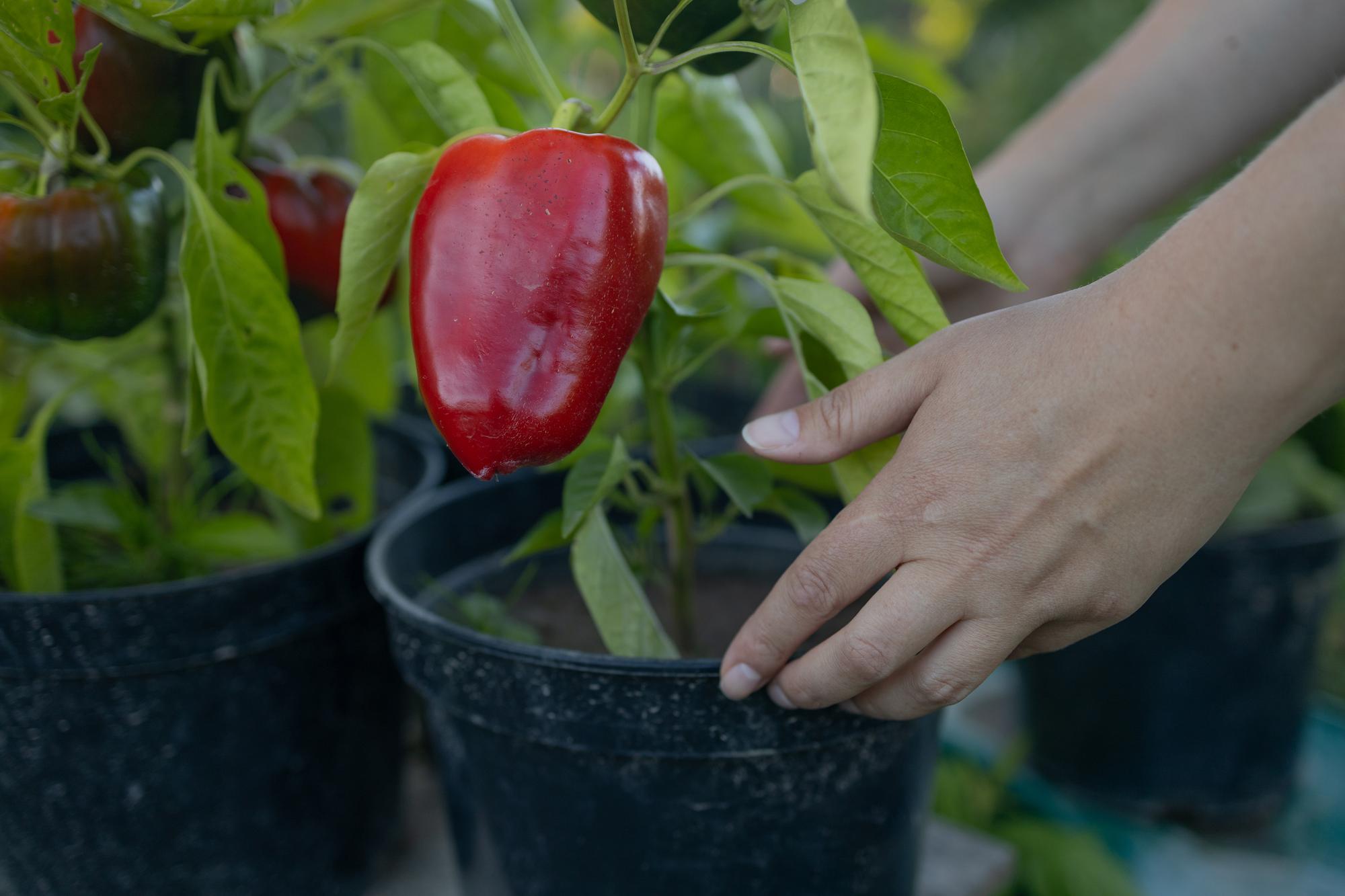 Comment entretenir les plants de poivrons (eau, taille, soins) ?